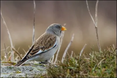 Quel est le nom de cet animal ?