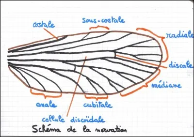 On identifie la plupart des insectes grâce à leurs ailes. Quel est le suffixe qui signifie "ailes" dans le monde animal ?