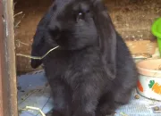 Test Quel lapin es-tu ?