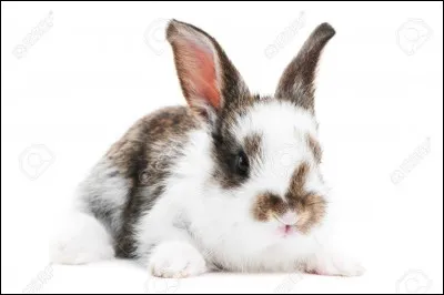 Pendant tout le test, tu dois imaginer que tu es un lapin. Comment est ton pelage ?