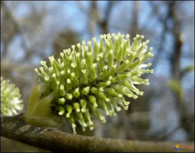 Quel nom se cache dans l'image si on sait qu'il vient d'un saule ?