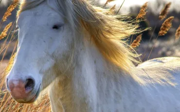 Quiz Animaux