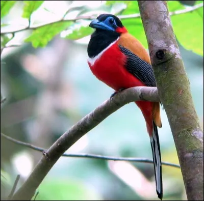 Quel est cet oiseau ?