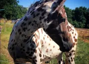 Quiz Les diffrentes robes des chevaux