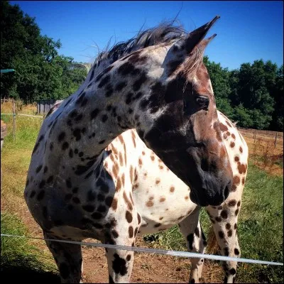 Comment est la robe de ce cheval ?