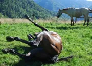 Test Quel cheval de Cavalcagire te convient le mieux ?