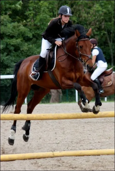 Quelle est la robe de ce cheval ?