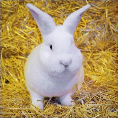 Je vous pose un lapin, quel est ce prénom ?