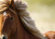 Quiz Les chevaux islandais