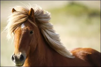 Les chevaux islandais ont...