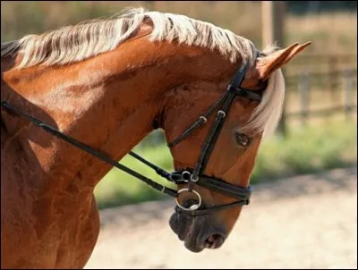 Quelle partie du filet métallique mettons-nous dans la bouche du cheval ?