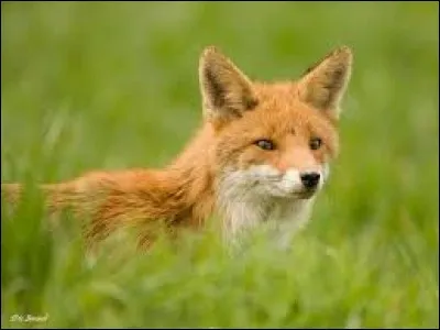 Le renard ... regardé droit dans les yeux.