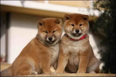 De quelle race est le chien Boo le plus mignon du monde selon les réseaux sociaux ?