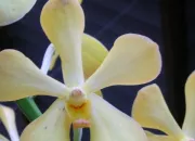 Quiz 15 mots commenant par O comme Orchide