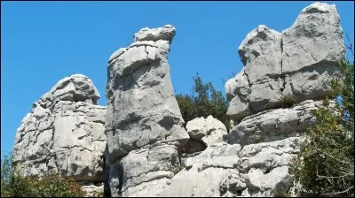 Que mangent-ils principalement ?