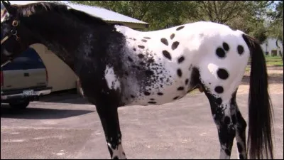 Quelle est cette race de cheval ?