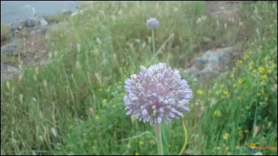 L'ail sauvage sert à...