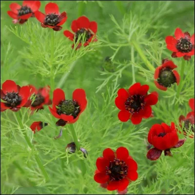 L'Adonis aestivalis est-il une fleur comestible ?