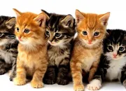 Quiz Connaissez-vous bien les races de chats ?