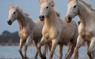 Quiz Chevaux