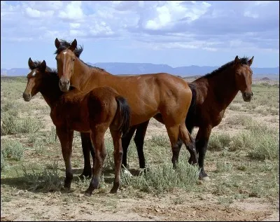 De quelle race est ce cheval ?