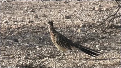 Ce membre de la famille des coucous a une longue queue et est rapide sur ses pattes. Il se nourrit de serpents et de lézards, c'est le/la...