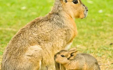 Quiz Animaux