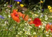 Quiz Au paradis des fleurs