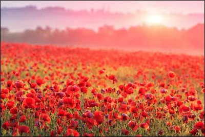 Durant quelle saison le coquelicot ne peut-il pas fleurir ?