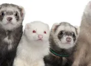 Quiz Furet Fut