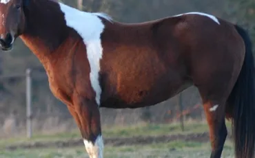 Quiz Chevaux