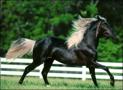 Quelles sont les allures du cheval de la plus lente à la plus rapide ?