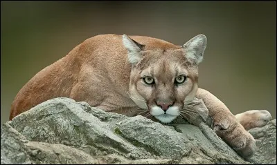 Quel animal est-ce ?