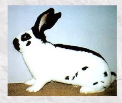 Quelle est cette race de lapin ?