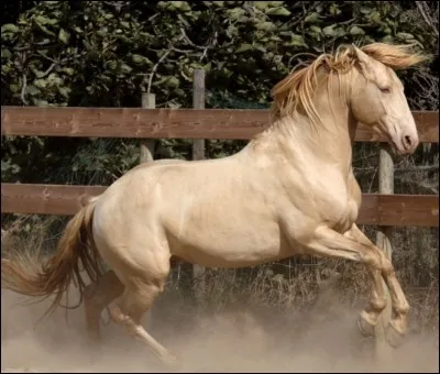 Quelle est la robe de ce cheval ?