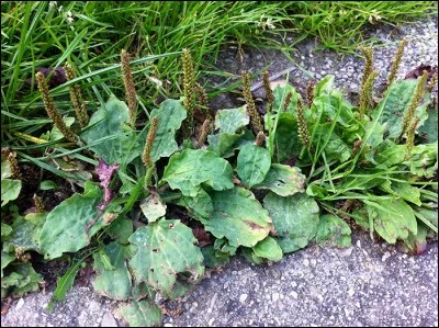 Quel est l'autre nom des mauvaises herbes ?