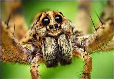 Comment par l'araignée. Cette phobie que la plupart des personnes l'ont s'appelle