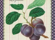 Quiz Les prunes