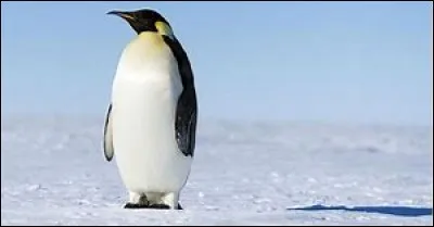 Quel est cet oiseau ?