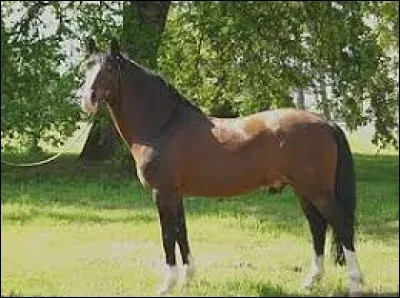 Quelle est la race de ce cheval ?