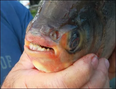 Comment s'appelle ce poisson qui a des dents semblables à celles d'un humain ?