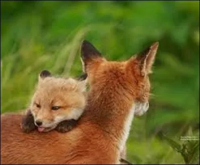 C'est le matin et le chant du coq t'a réveillé. 
Que fais-tu ?