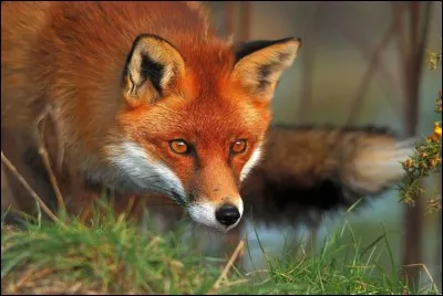 Comment dit-on "renard" en italien ?