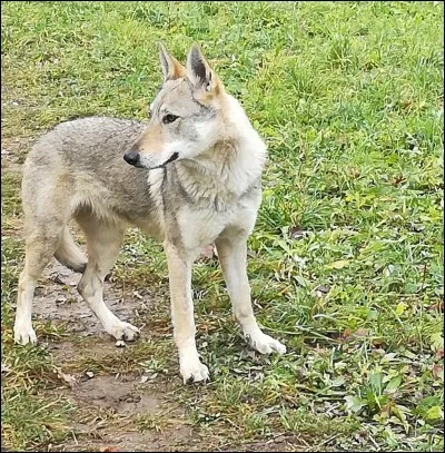 Quel est le nom de cet animal ?