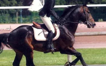 Quiz Equitation