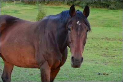 Quel est le nom de la robe de ce cheval ?