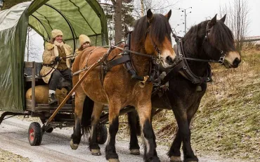 Quiz Chevaux