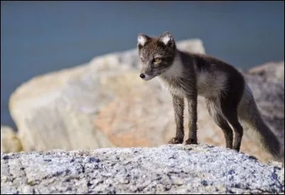 Quelle race d'animal est-ce ?