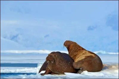 Quel est ce mammifère marin dont on distingue deux sous-espèces vivant respectivement dans l'Atlantique et le Pacifique ?