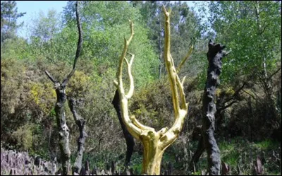 Quelle est cette forêt épaisse, futaie de 7 000 ha, qui s'étend sur trois départements et permet d'approcher le mythe de Brocéliande ?